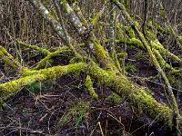Gewirr aus bemoosten Baumstämmen im Moor